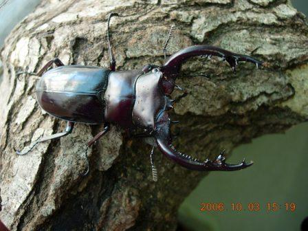 按此在新視窗瀏覽圖片