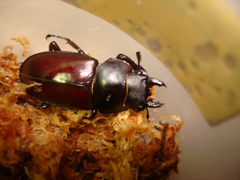 按此在新視窗瀏覽圖片