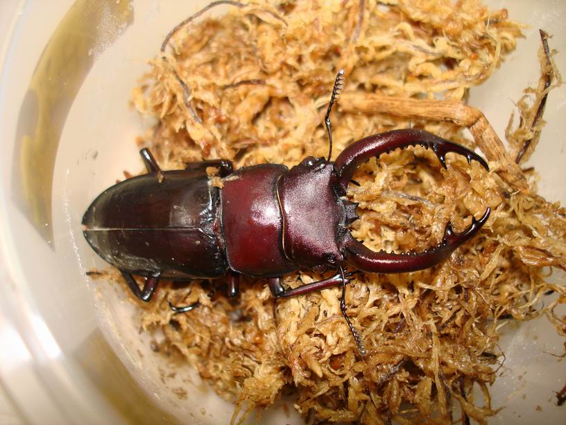 按此在新視窗瀏覽圖片