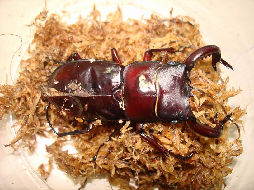 按此在新視窗瀏覽圖片