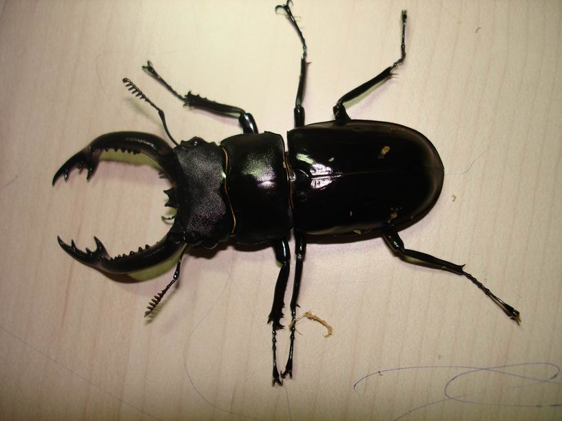 按此在新視窗瀏覽圖片