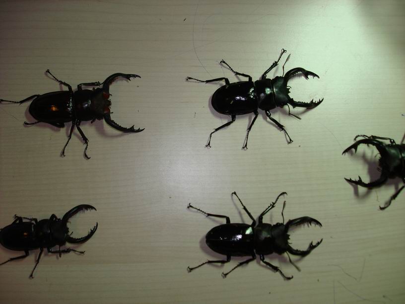 按此在新視窗瀏覽圖片