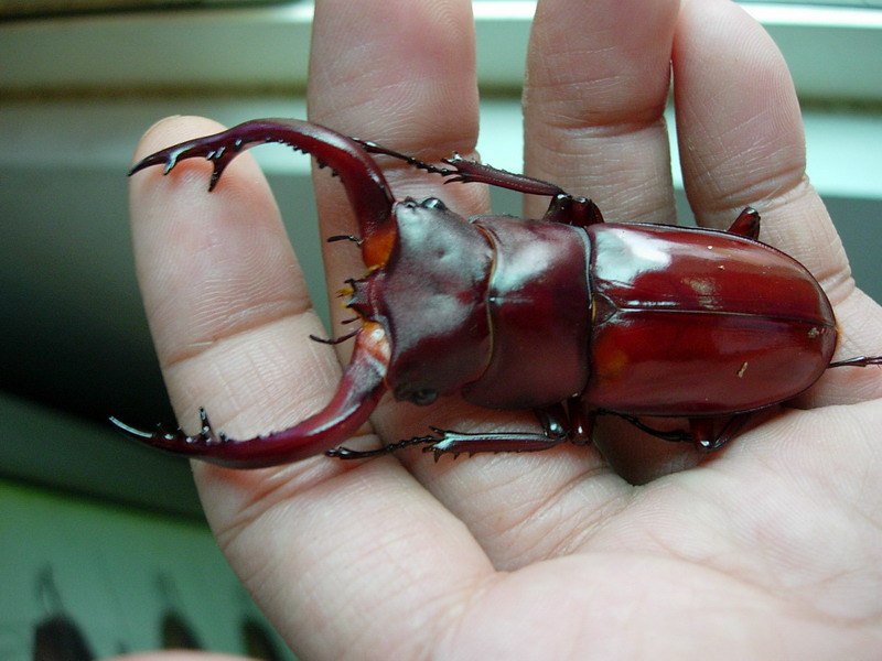 按此在新視窗瀏覽圖片