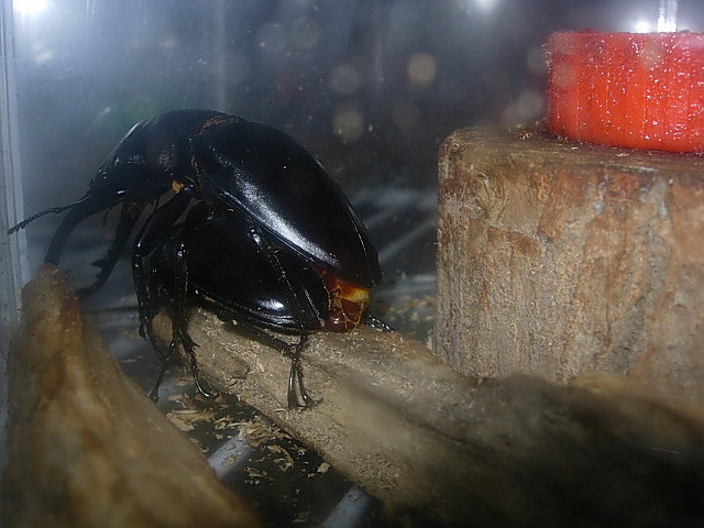 按此在新視窗瀏覽圖片