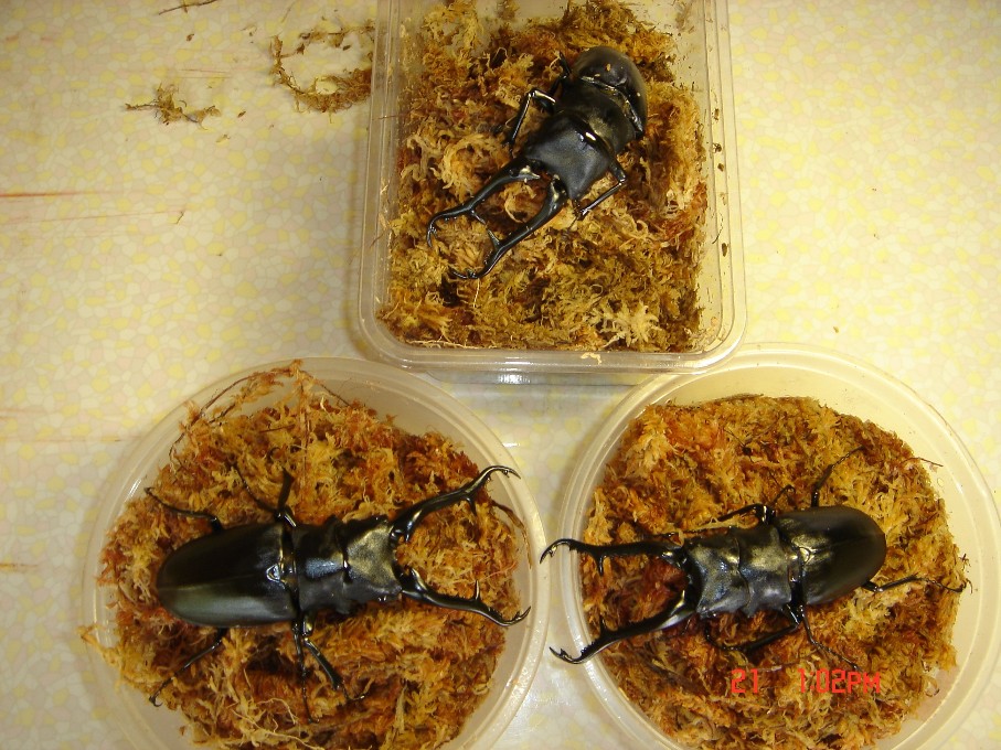 按此在新視窗瀏覽圖片