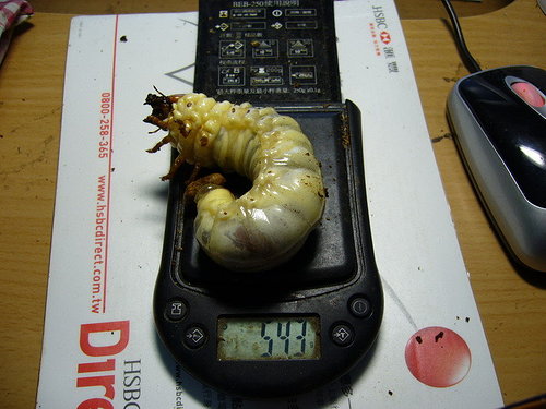 按此在新視窗瀏覽圖片