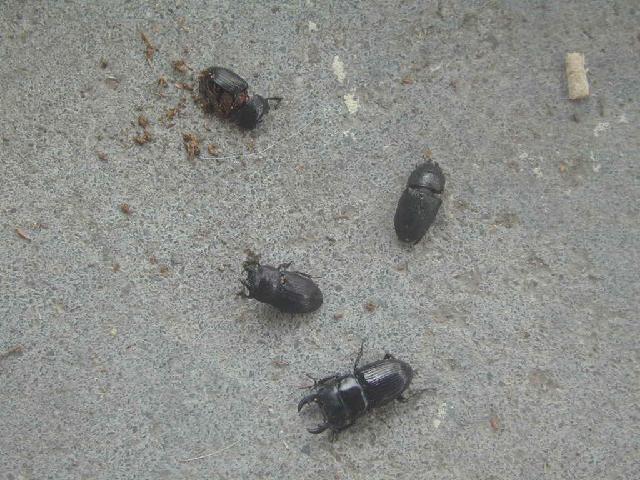 按此在新視窗瀏覽圖片