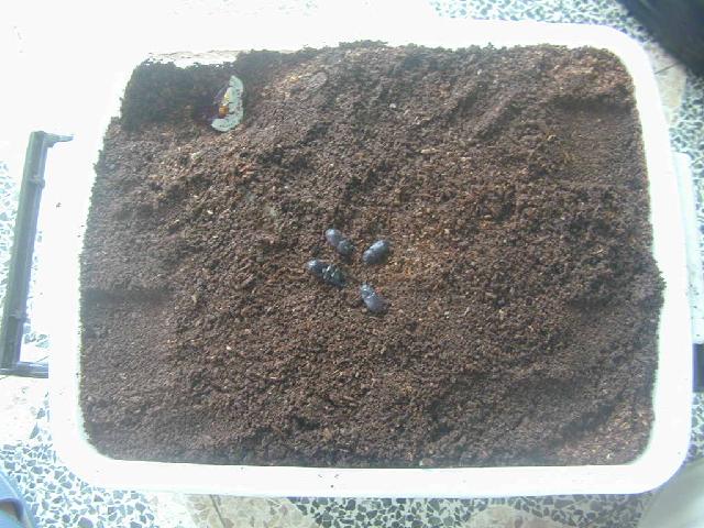 按此在新視窗瀏覽圖片