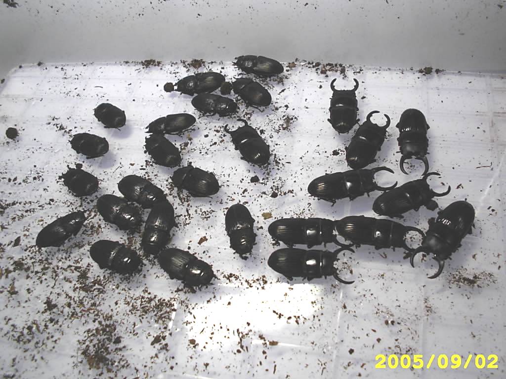 按此在新視窗瀏覽圖片