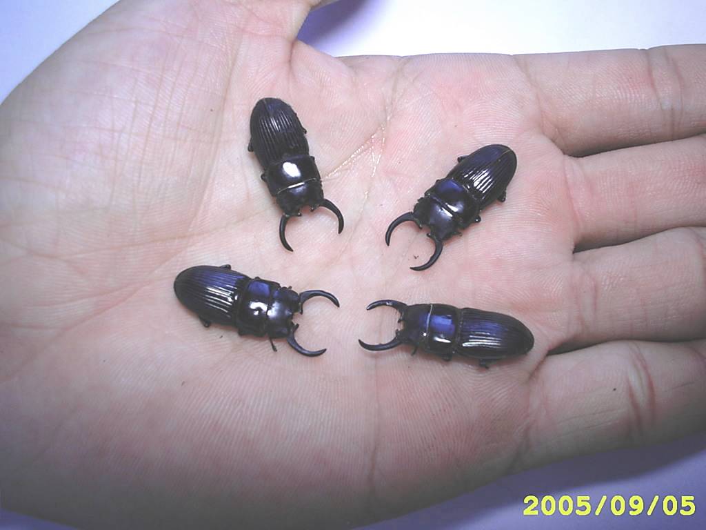 按此在新視窗瀏覽圖片