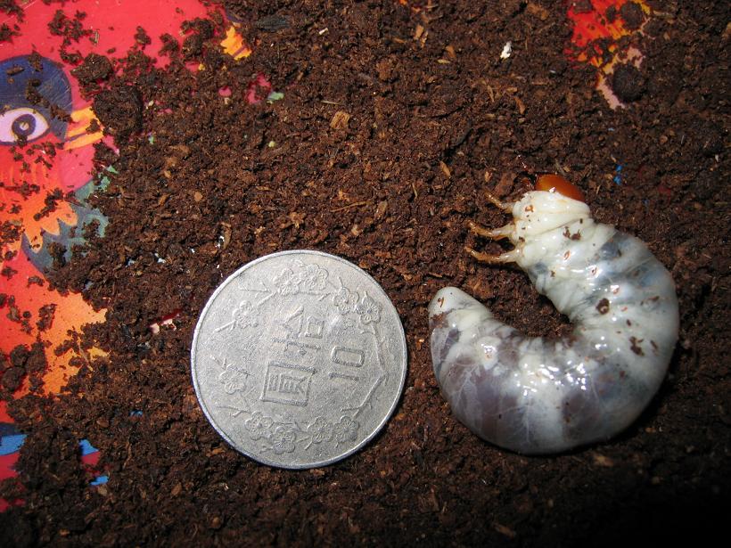 按此在新視窗瀏覽圖片