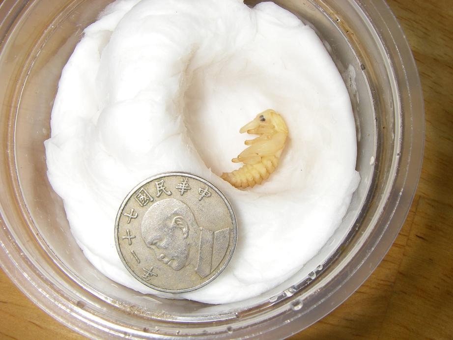 按此在新視窗瀏覽圖片