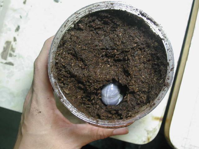 按此在新視窗瀏覽圖片