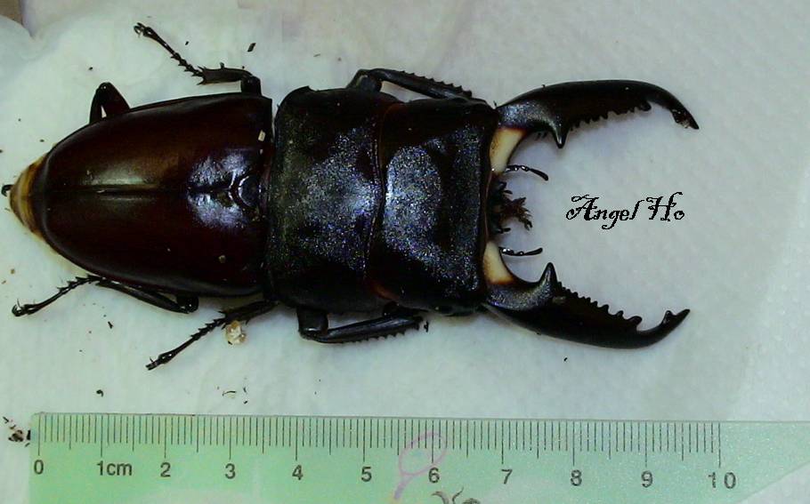 按此在新視窗瀏覽圖片