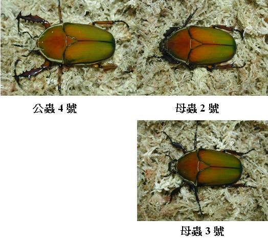 按此在新視窗瀏覽圖片