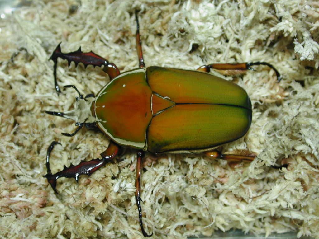 按此在新視窗瀏覽圖片