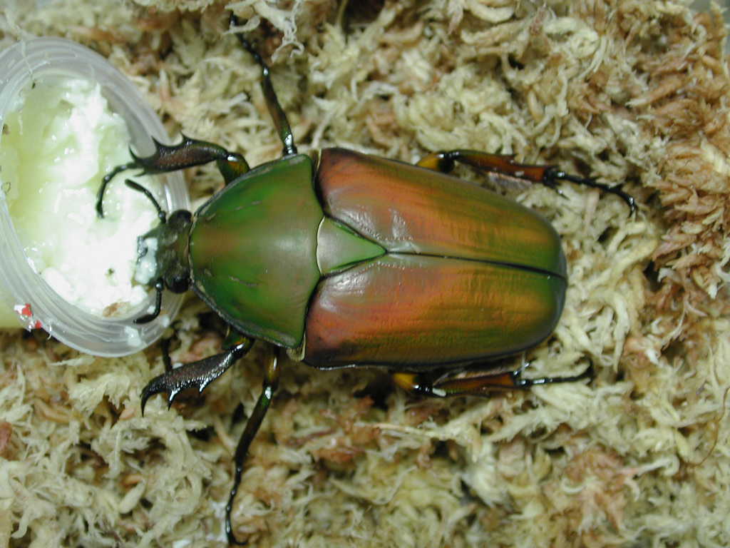 按此在新視窗瀏覽圖片