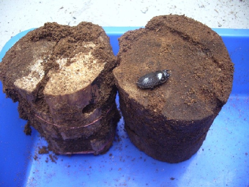 «ö¦¹¦b·sµøµ¡ÂsÄý¹Ï¤ù