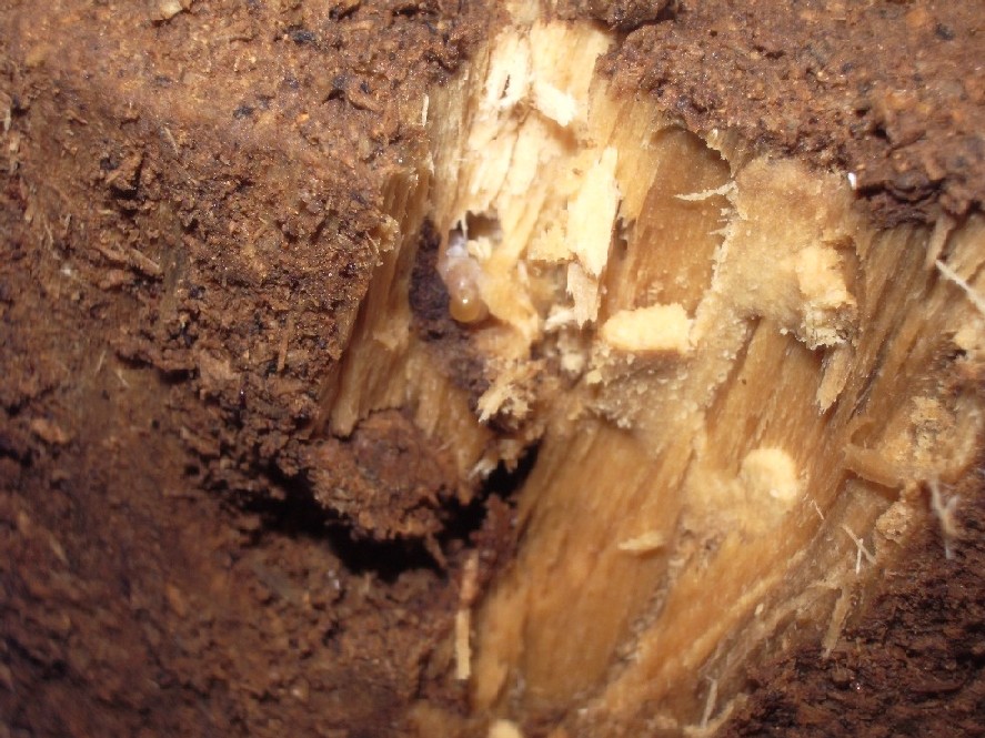 «ö¦¹¦b·sµøµ¡ÂsÄý¹Ï¤ù