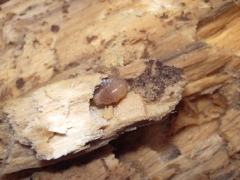 «ö¦¹¦b·sµøµ¡ÂsÄý¹Ï¤ù