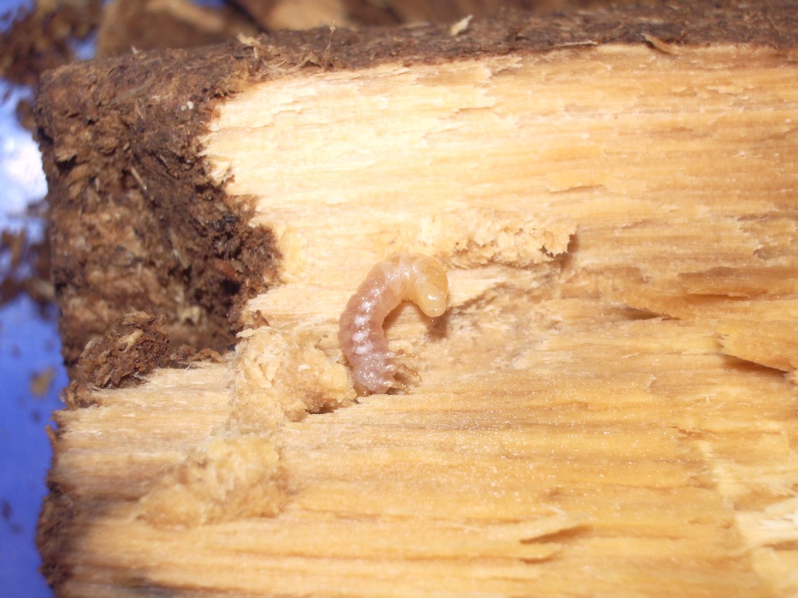 «ö¦¹¦b·sµøµ¡ÂsÄý¹Ï¤ù