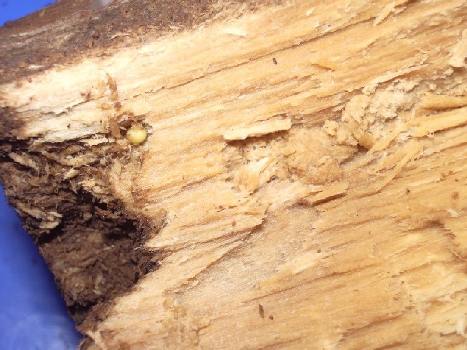 «ö¦¹¦b·sµøµ¡ÂsÄý¹Ï¤ù