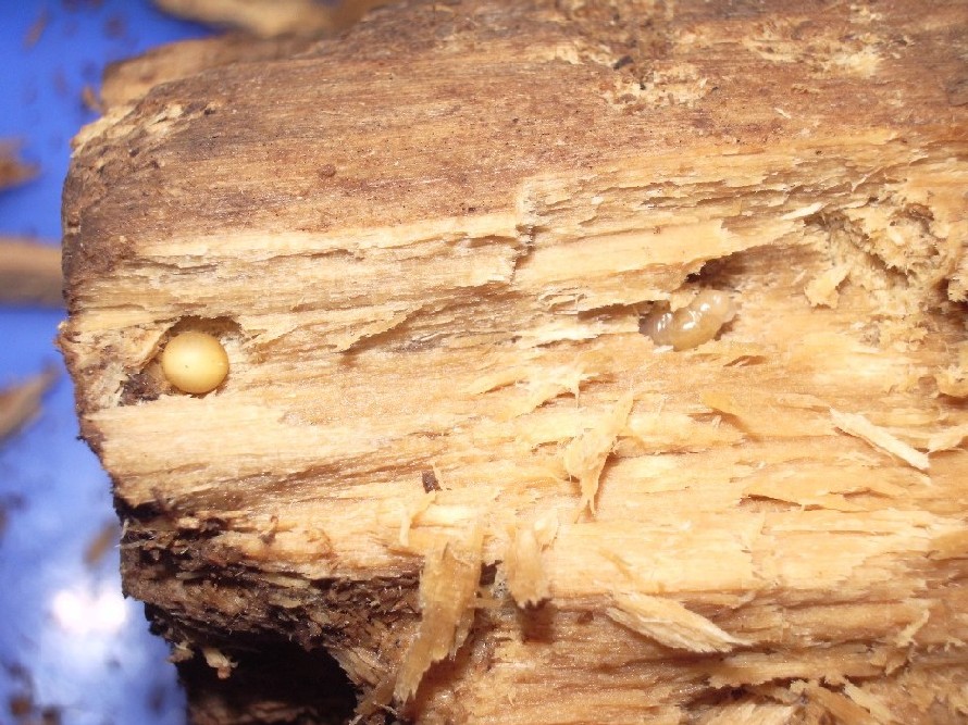 «ö¦¹¦b·sµøµ¡ÂsÄý¹Ï¤ù