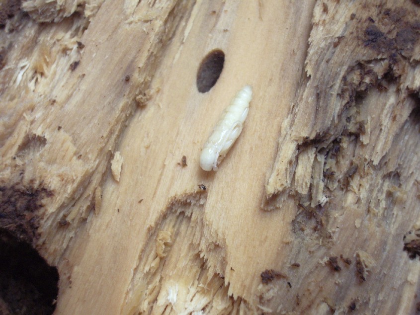 «ö¦¹¦b·sµøµ¡ÂsÄý¹Ï¤ù