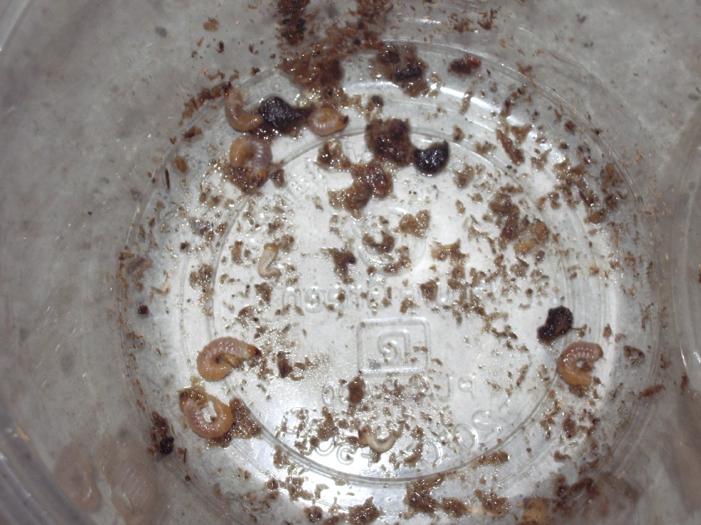 «ö¦¹¦b·sµøµ¡ÂsÄý¹Ï¤ù