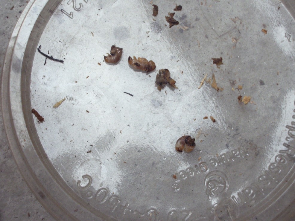 «ö¦¹¦b·sµøµ¡ÂsÄý¹Ï¤ù