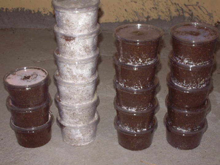 «ö¦¹¦b·sµøµ¡ÂsÄý¹Ï¤ù