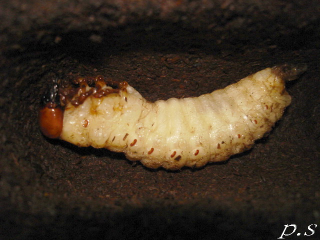 按此在新視窗瀏覽圖片