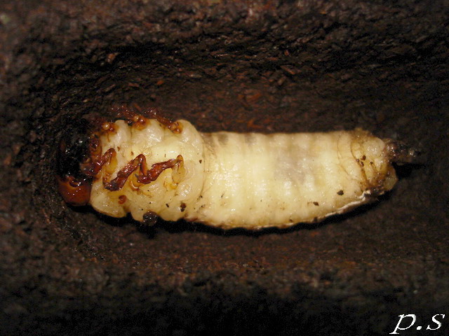 按此在新視窗瀏覽圖片