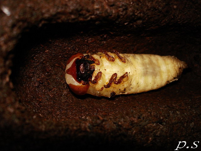 按此在新視窗瀏覽圖片