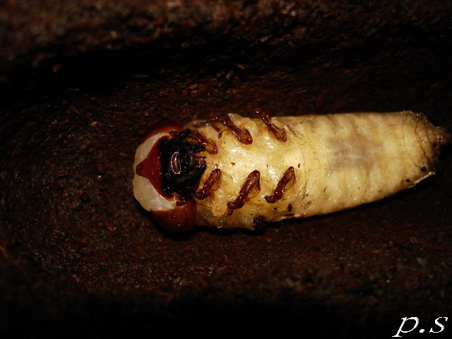 按此在新視窗瀏覽圖片