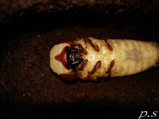 按此在新視窗瀏覽圖片