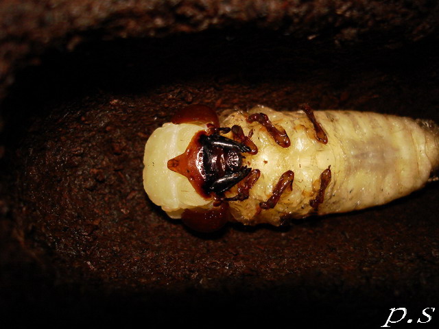 按此在新視窗瀏覽圖片