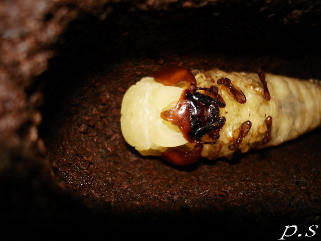 按此在新視窗瀏覽圖片