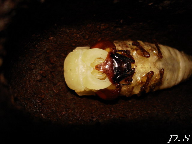 按此在新視窗瀏覽圖片