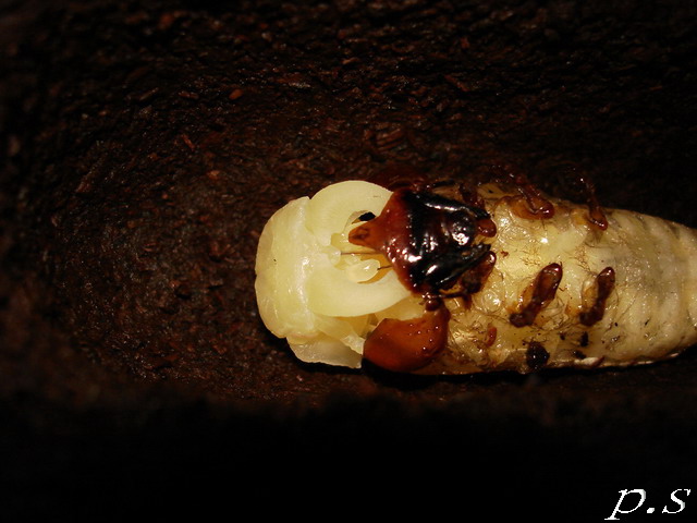 按此在新視窗瀏覽圖片