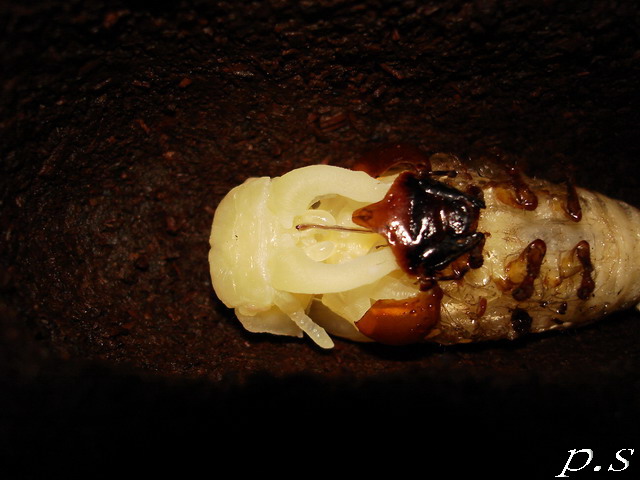 按此在新視窗瀏覽圖片