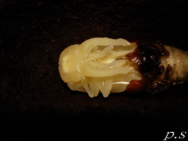 按此在新視窗瀏覽圖片