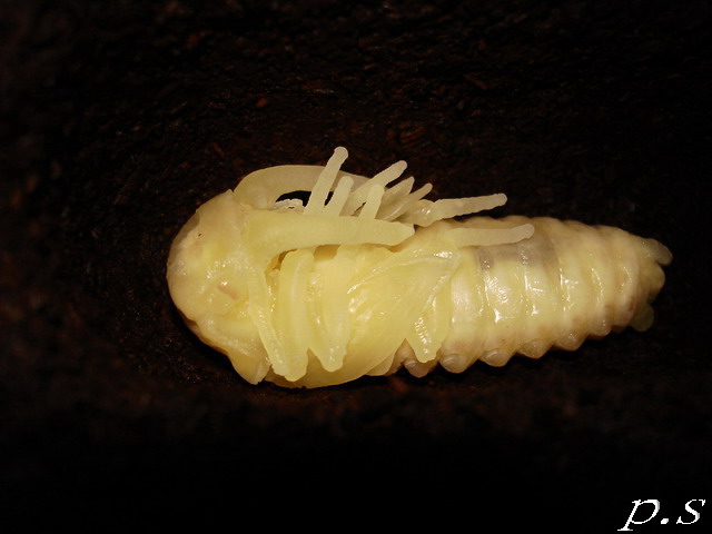 按此在新視窗瀏覽圖片