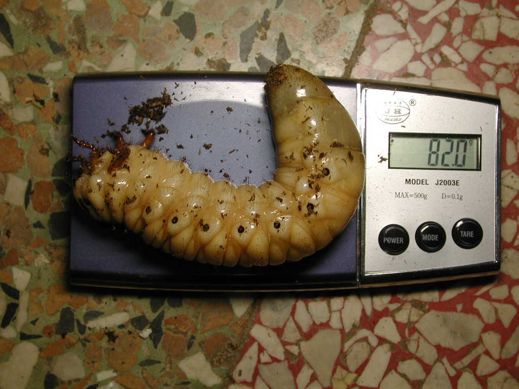 «ö¦¹¦b·sµøµ¡ÂsÄý¹Ï¤ù
