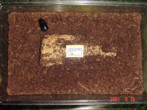 按此在新視窗瀏覽圖片