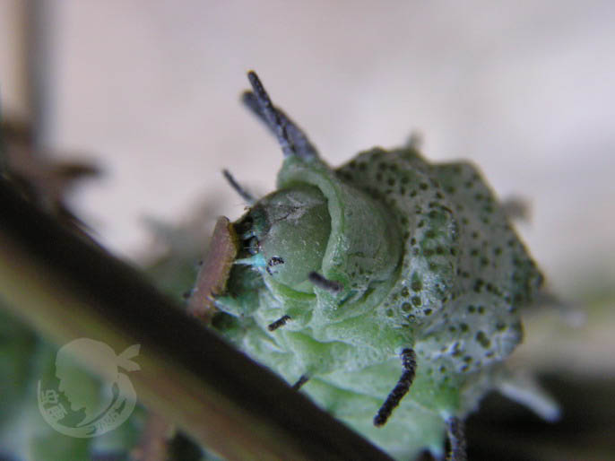 按此在新視窗瀏覽圖片