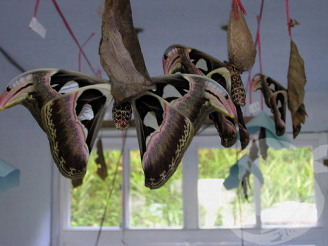 按此在新視窗瀏覽圖片