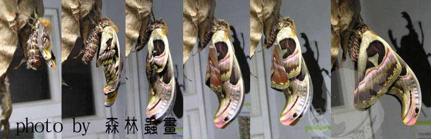 按此在新視窗瀏覽圖片