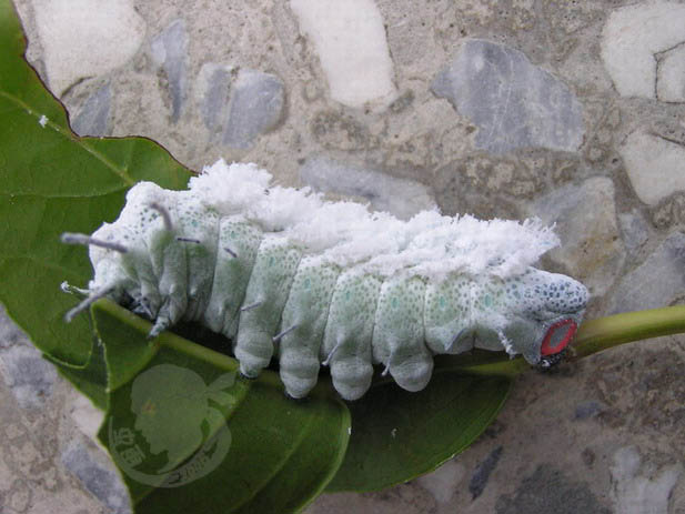 按此在新視窗瀏覽圖片