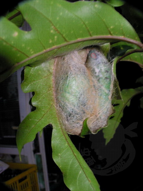 按此在新視窗瀏覽圖片